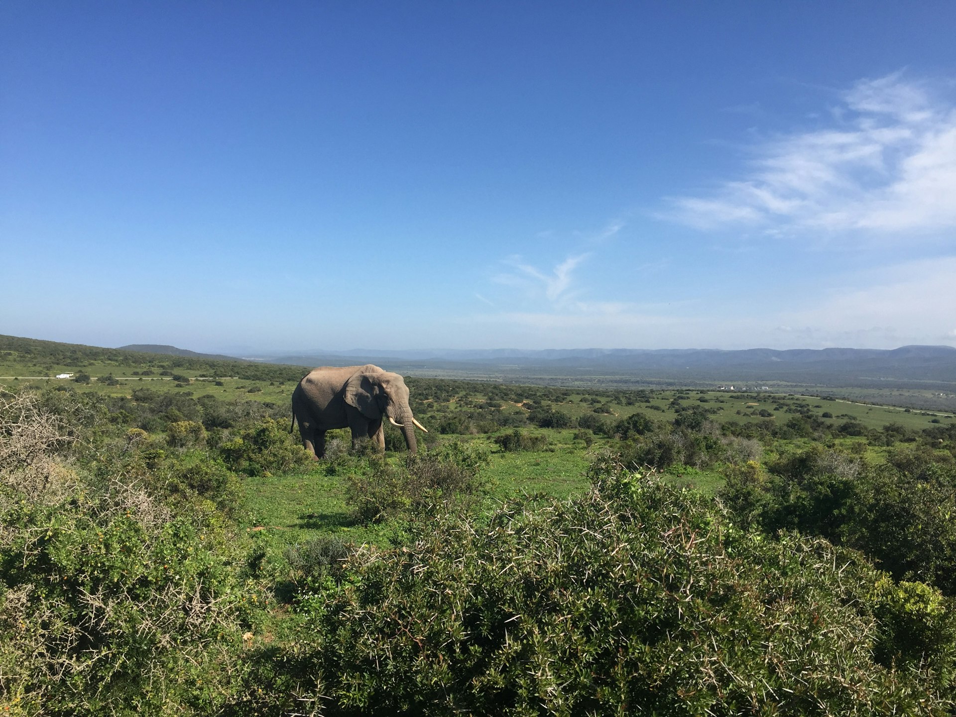 Unforgettable Encounters: How to Experience the World's Most Unique Wildlife Adventures